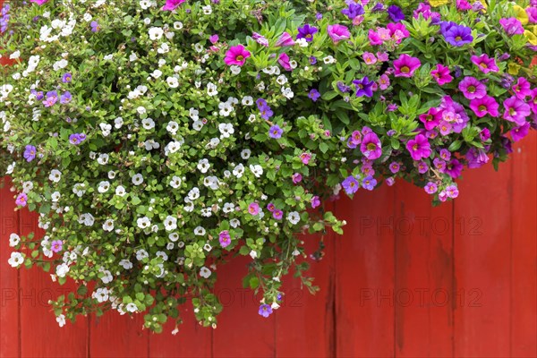 Summer flowers in front of a red wooden wall