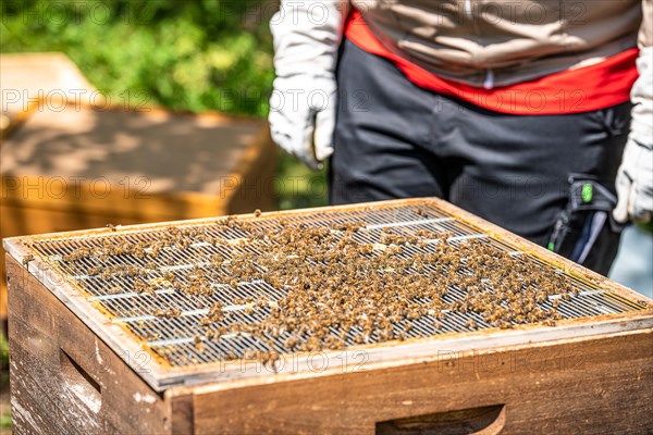 Bee boxes at the beekeeper