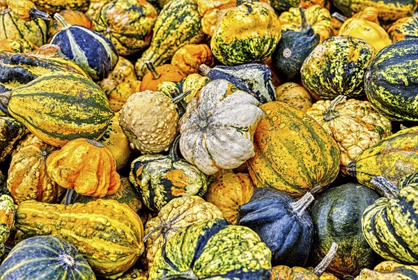 Colourful ornamental pumpkins in autumn