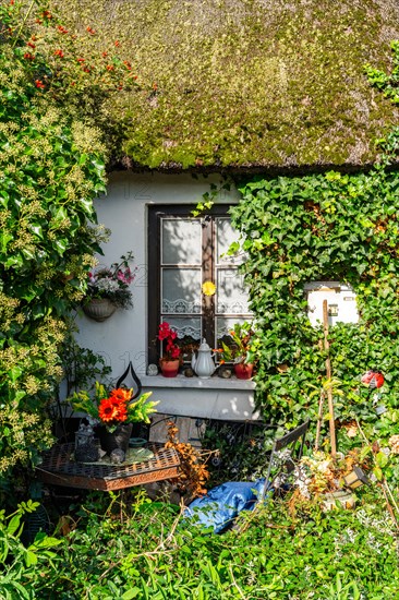 Ivy-covered thatched house in the fishing village of Wieck