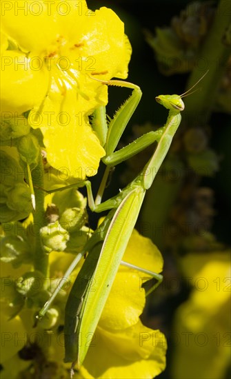 Praying mantis