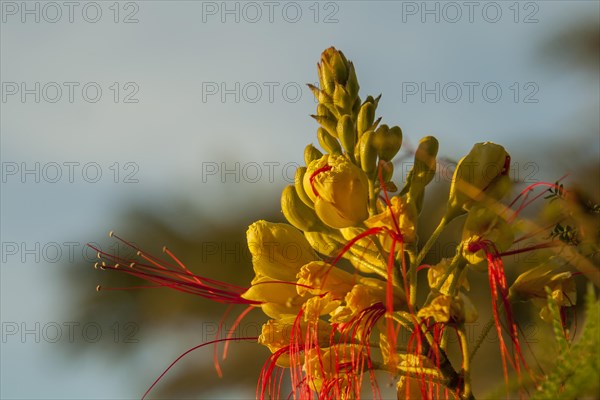 Bird of Paradise Bush