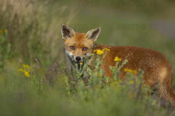 Red fox