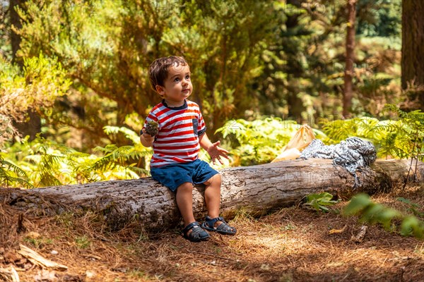 Portrait of a boy sitting on a tree in nature next to pine trees