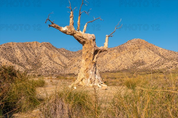 Tree of Misfortune that was a set in a movie in the desert of Tabernas