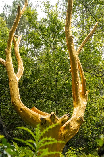 Arbre D'or in the Broceliande forest