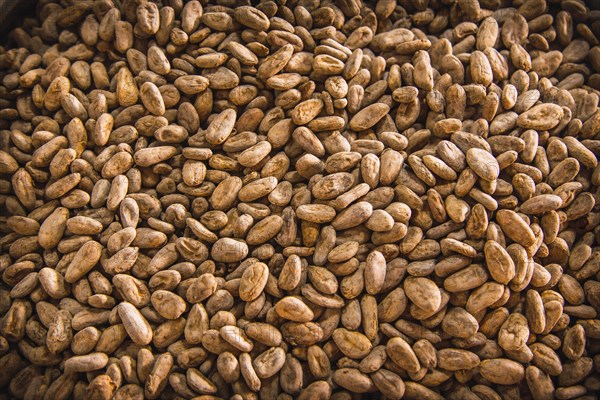 Roasted cocoa beans made of natural Chocolate on Roatan Island. Honduras