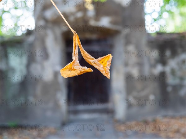 Foliage from a chestnut tree