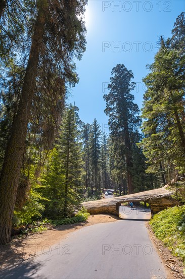 The beautiful tunnel tree called Tunnel Log in Sequoia National Park