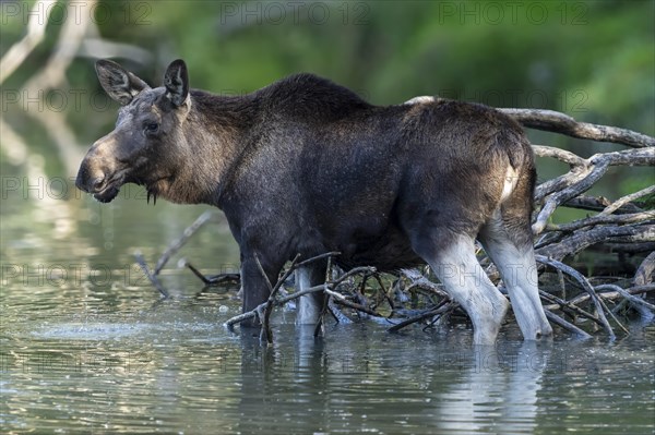 European elk