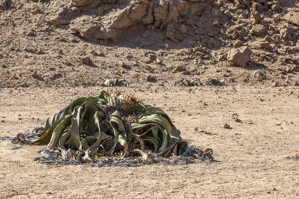 Welwitschia