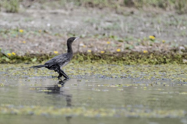 Pygmy Cormorant