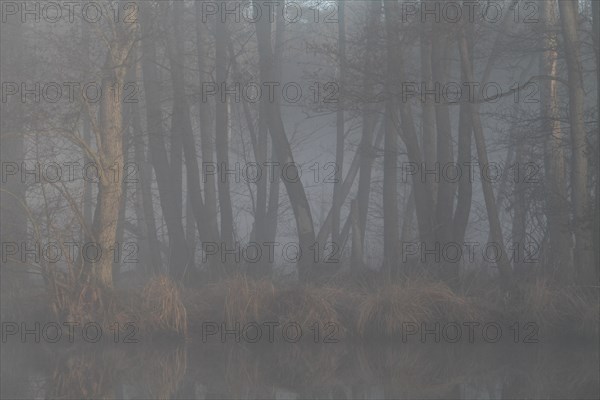 Alder forest with deadwood in the fog on the Peene