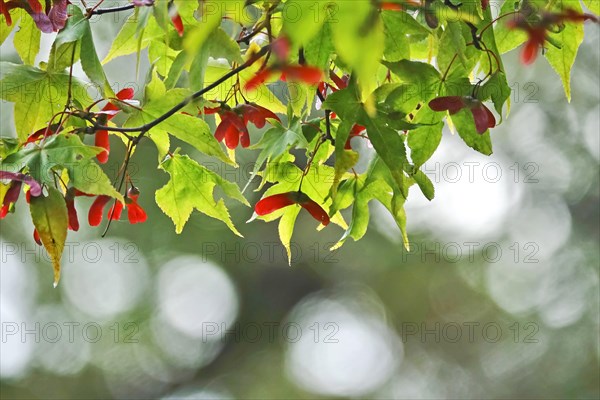 Fan maple in autumn