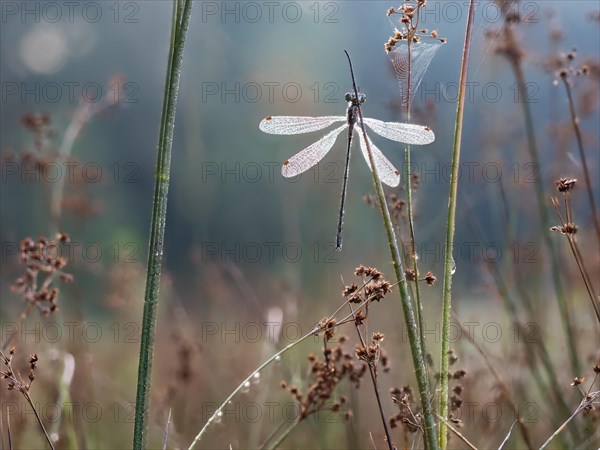 Emerald damselfly