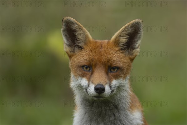 Red fox