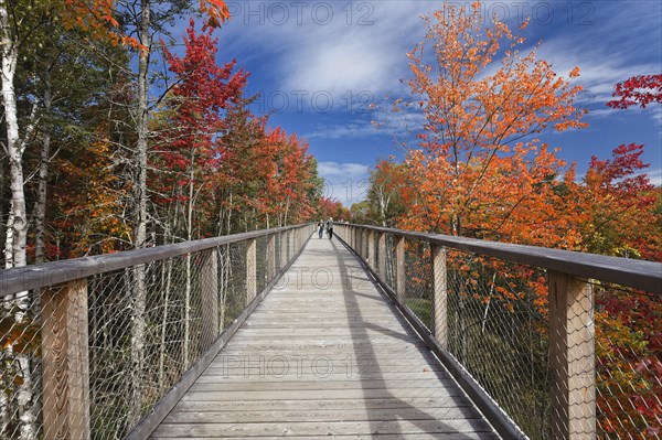 Tree top pad in autumn