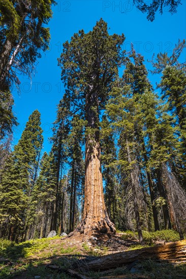 Sequoia National Park