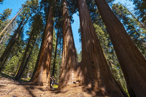 A woman in Giant trees in a meadow of Sequoia National Park