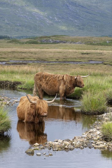 Scottish Highland Cattle