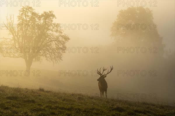A red deer in autumn in fog. The stag has large antlers and is standing in a meadow with trees. The morning sun shines through the fog. Allgaeu