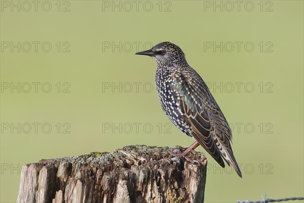 Starling