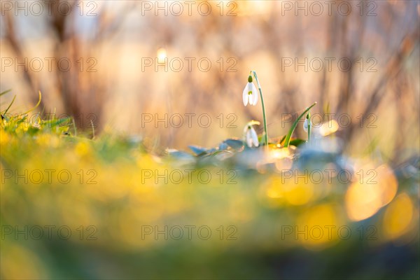 Common snowdrop