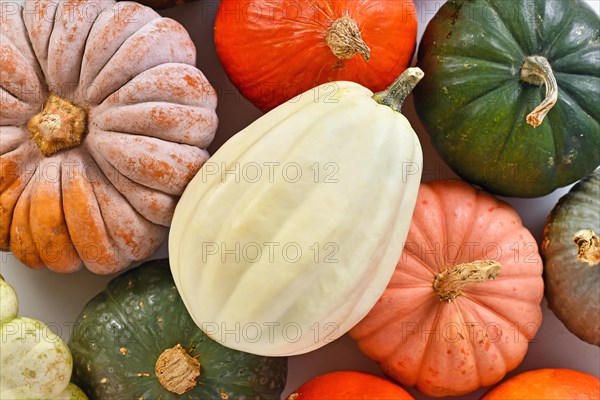 Cream white long Acorn squash surrounded by squash and pumpkin mix