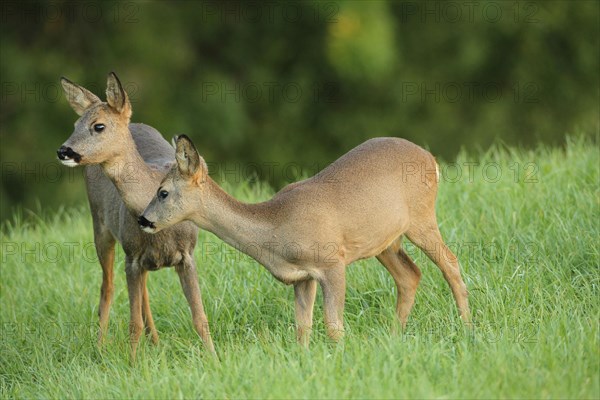 Roe deer