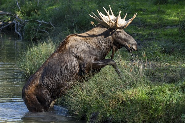 European elk