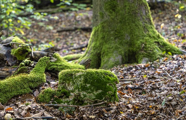 Deadwood in mixed forest