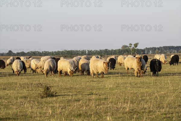 Zackel domestic sheep