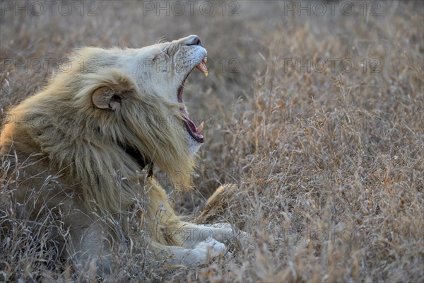 Yawning white lion