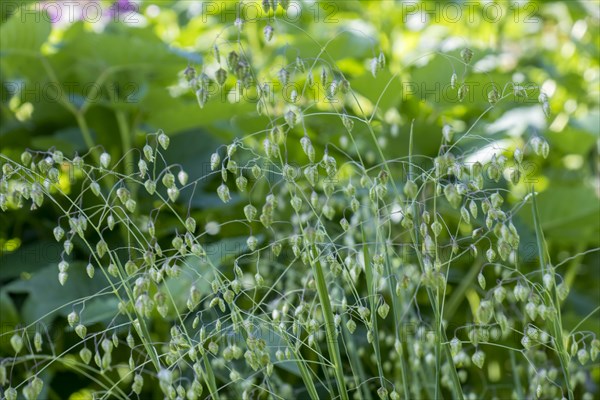 Inflorescence of quaking grasses