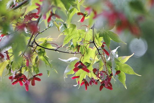 Fan maple in autumn