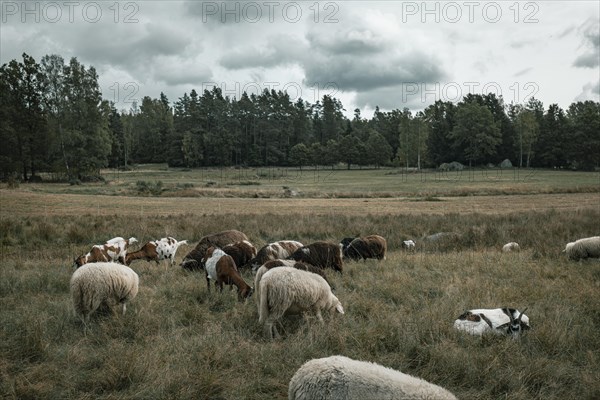 Grazing sheep and goats in the Blockheide