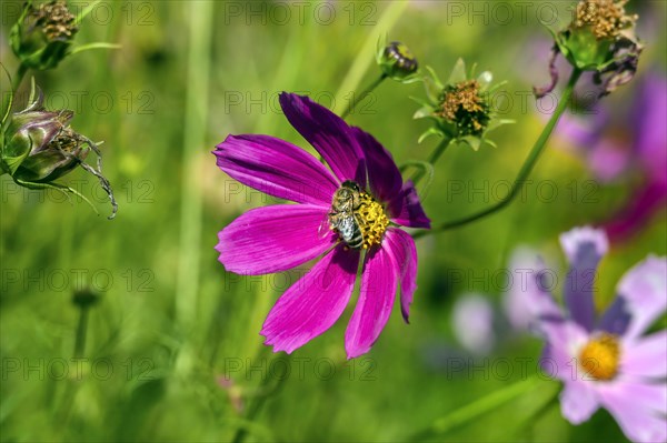 Mexican aster