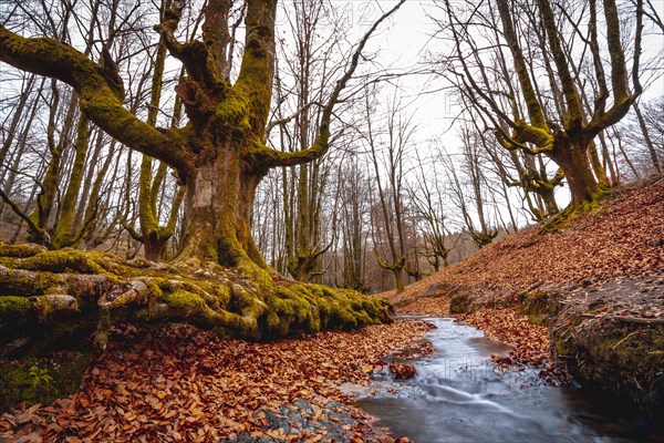 Autumn in the Otzarreta Forest in the natural park of Gorbea