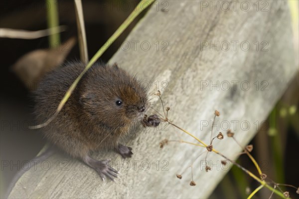 Water vole