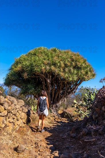 A young woman in a giant dragon tree on the Las Tricias trail. Garafia town in the north of the island of La Palma