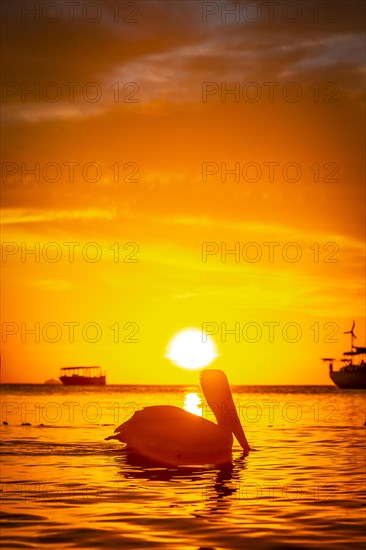 A pelican swimming in the West End Sunset at sea