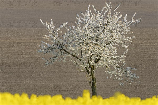 Flowering cherry