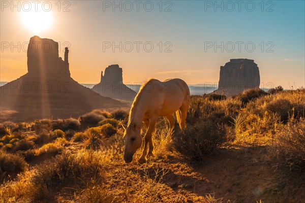 A beautiful white horse eating in the dawn of Monument Valley