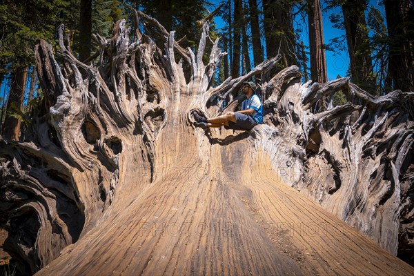 A man in giant roots of a fallen tree in Sequoia National Park
