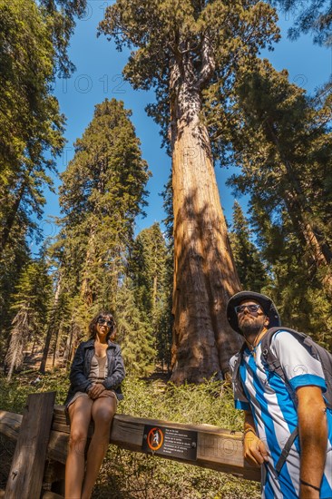 A couple in The giant tree General Sherman Tree in Sequoia National Park