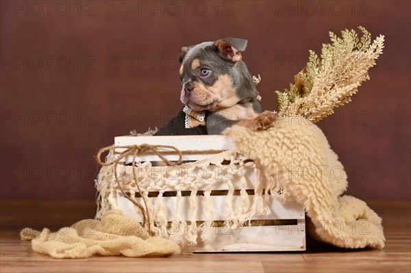 Lilac Tan French Bulldog puppy in box with boho decor in front of brown background