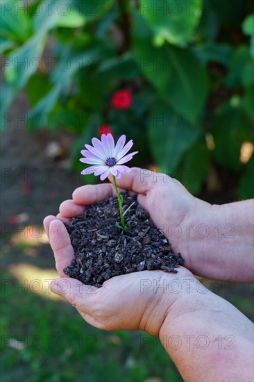 A woman with soil in her hands on which grows a