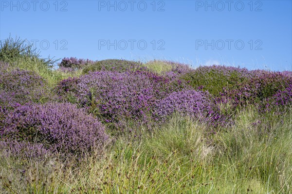 Flowering heather