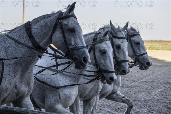 Horse and cart