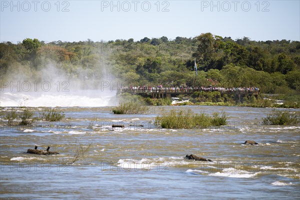 Argentine viewing platform at Rio Iguacu or Iguazu River